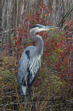 Blue Heron