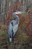  Blue Heron