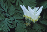 Dutchmans Breeches