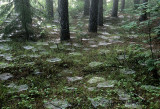 Fairyland
