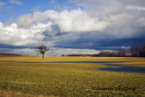 Lone Tree