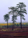 Blueberry Fields, Maine