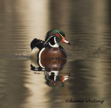 wood duck