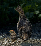 Ruffed Grouse