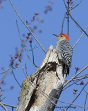 Red Bellied Woodpecker