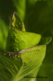 Life Force