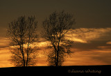 Sentinels