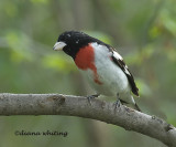 Rose Breasted Grosbeak
