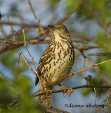 Brown Thrasher