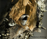 Chickadee Excavating a Nest
