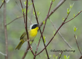 Common Yellowthroat