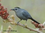 Grey Catbird
