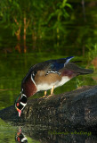 Wood Duck Drinking