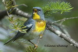 Northern Parula Warbler Singing