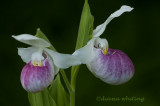 Showy Lady Slippers
