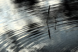 Ripples at Twilight