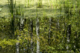 Swamp Reflection