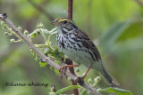 Savannah Sparrow