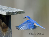 Bluebird Flying Home