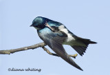 Tree Swallow