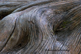 Laying Down Roots