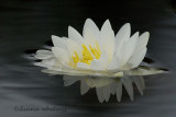 Water Lily