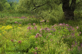 Summers Wetland Wildflowers