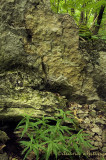 Amazing Rocks