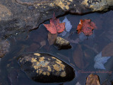 Water's Edge