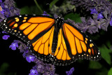 Male Monarch on Salvia - Indigo Spires