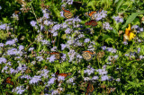 Migrating Monarchs on Greggs blue mistflower