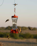 Black Chinned Hummingbird