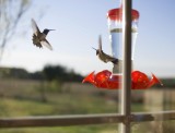 black chinned hummingbird males