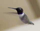 male black chinned hummingbird