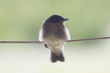 eastern phoebe fledgling