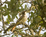 Ash Throated Flycatcher