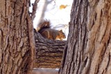 Southern Fox Squirrel