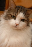 DeniseCats 060605 - 05 .JPG