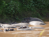 Hippos having fun in the river