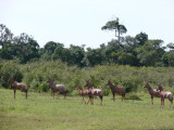 As she strolled past them, not even looking, the topis all turned to face the other way to watch her.