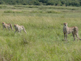 At 10:15, we stopped beside a cheetah mom with her three 8 1/2 mo old cubs.  For the full story on this, see separate gallery