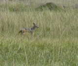 A jackal was also waiting in the wings,  This was at 12:53.