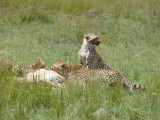 A rare moment when mom is eating & a cub watches for danger.