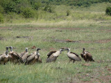 This was amazing to see how the vultures lined up.  There is a specific pecking order amongst them.