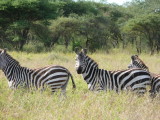 Zebras are very photogenic, Ive never seen a bad picure of one yet!