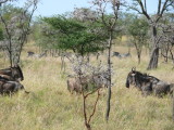Wildebeests are such interesting animals to look at