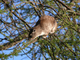 Tree hyrax
