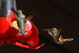 Couple Hummers.JPG