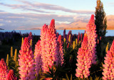 Morning at Lake Tekapo NZ 