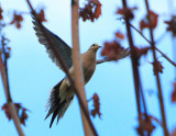 Morning Dove in dying maple.jpg
